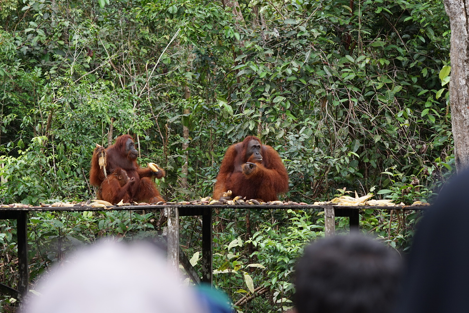 A Close Encounter with Orangutans in Their Natural Habitat
