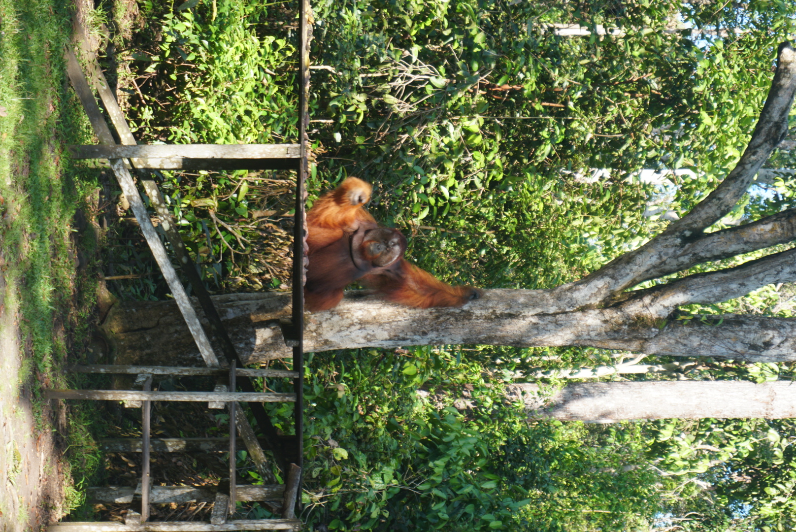 Exploring the Wonders of Borneo with Experienced Local Guides